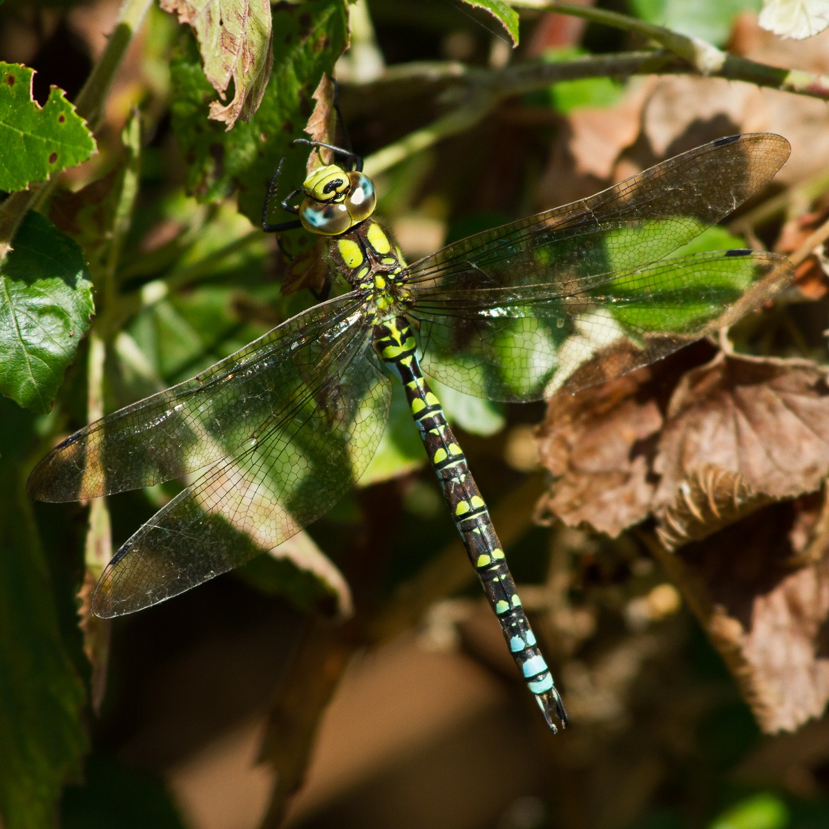 Aeshna cyanea - Maschio