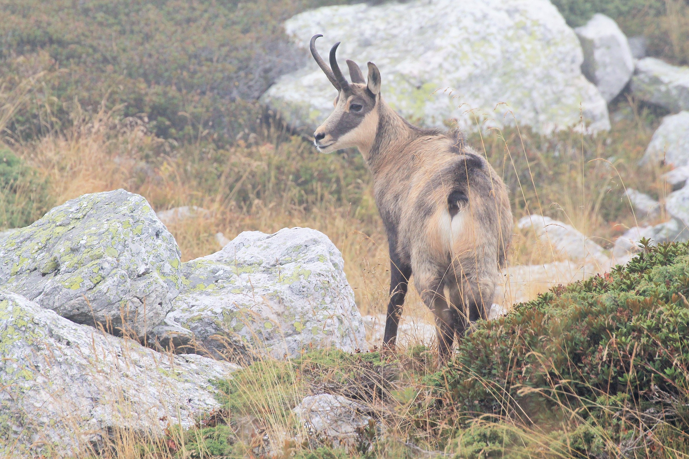 Camoscio nella nebbia