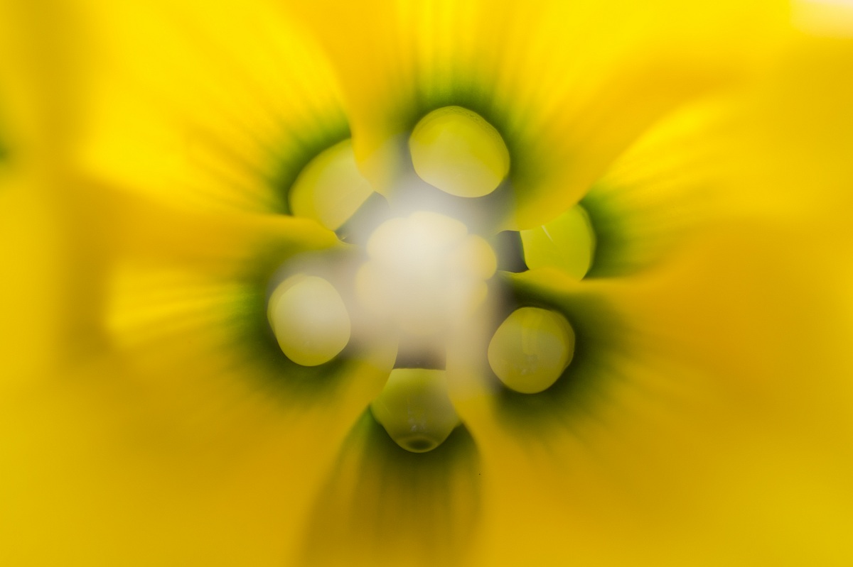 Fritillaria imperialis