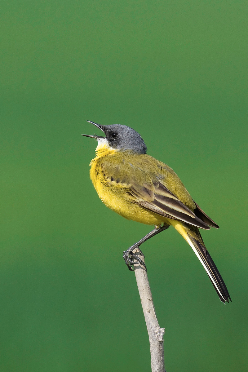 Cutrettola, Motacilla flavaCodirosso, Phoenicurus phoenicuru...
