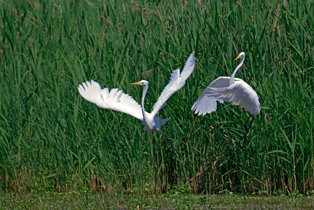 Aironi bianchi maggiori, Casmerodius alba
