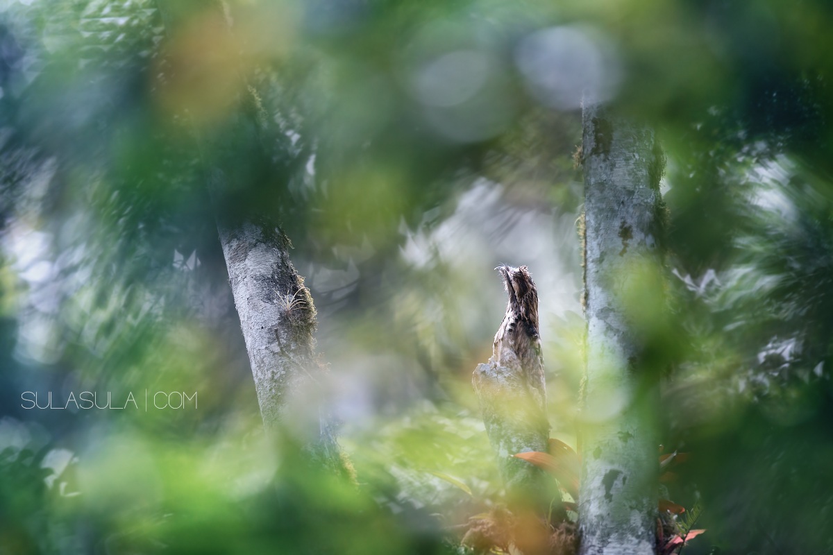 Potoo comune | Ecuador