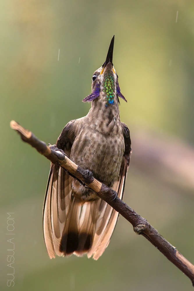 Brown Violetear | Ecuador