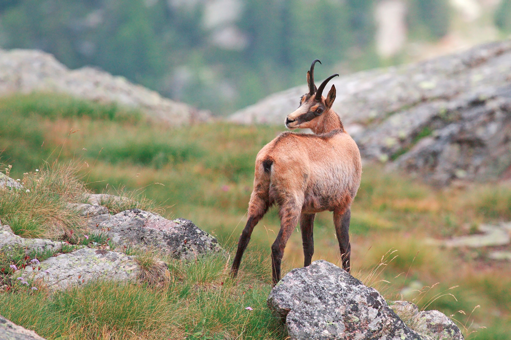 Camoscio, Rupicapra rupicapra