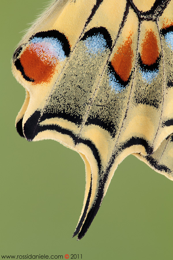 Details ... Papilio machaon