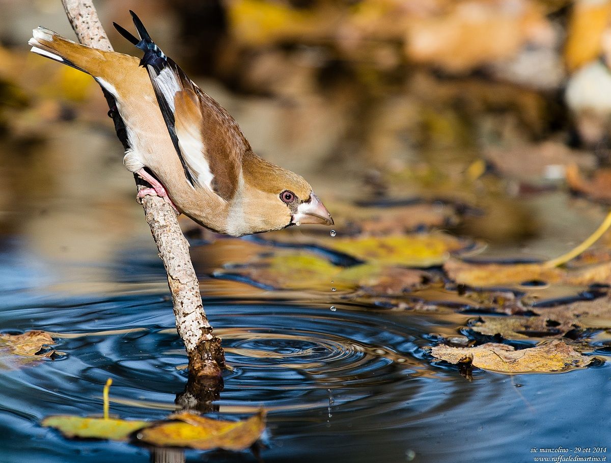 frosone femmina all'abbeverata