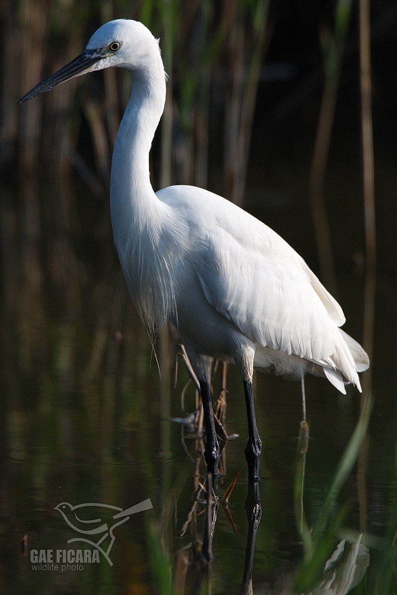 Egret Portrait ...
