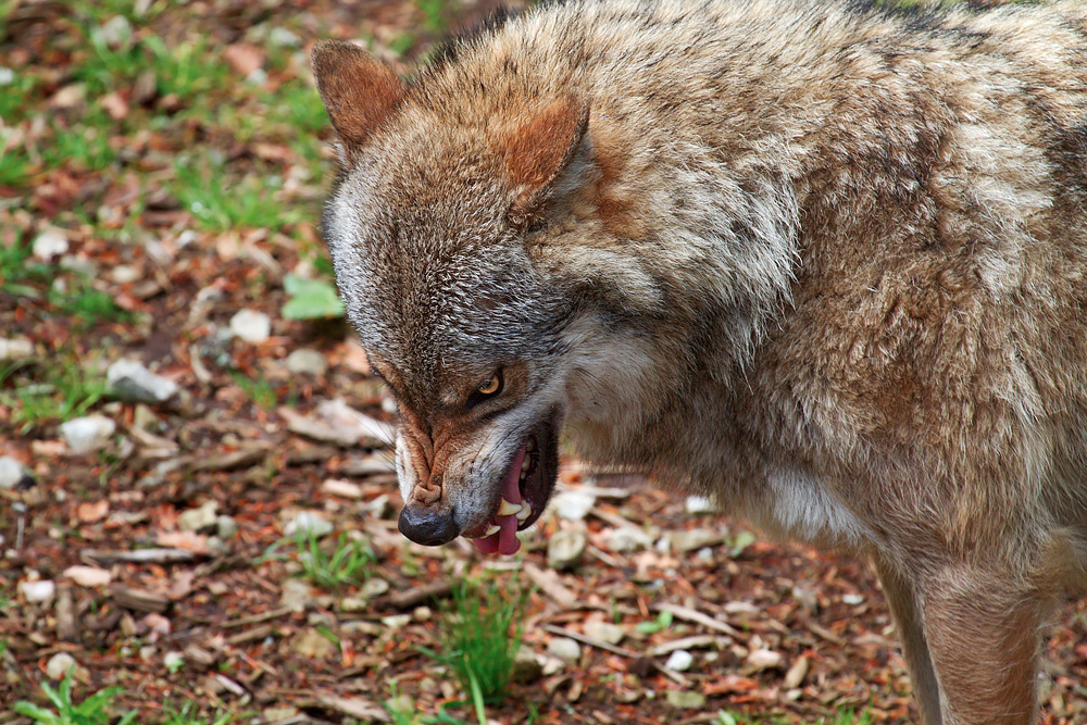 Lupo euroasiatico, Bayerische National Park