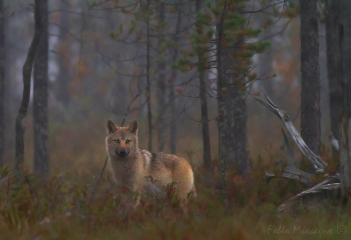 Immerso nella nebbia