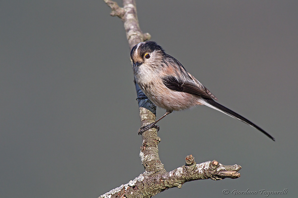 Long-tailed Tit