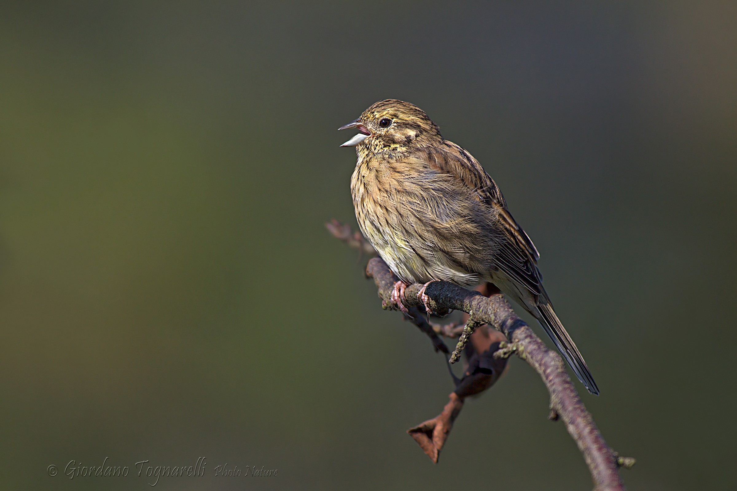 Bunting black female