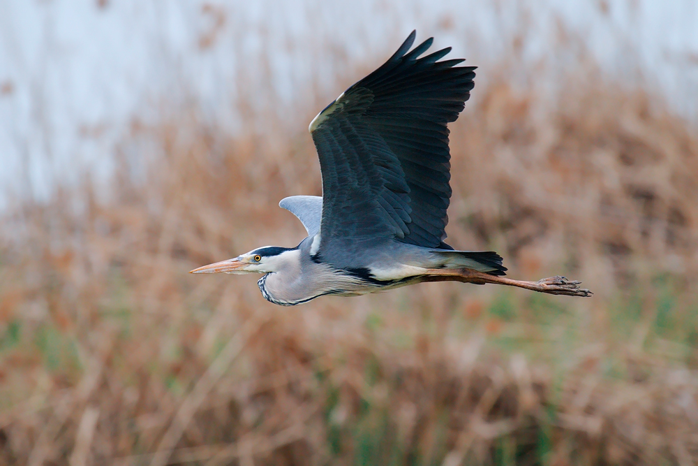 Airone cenerino, Ardea cinerea