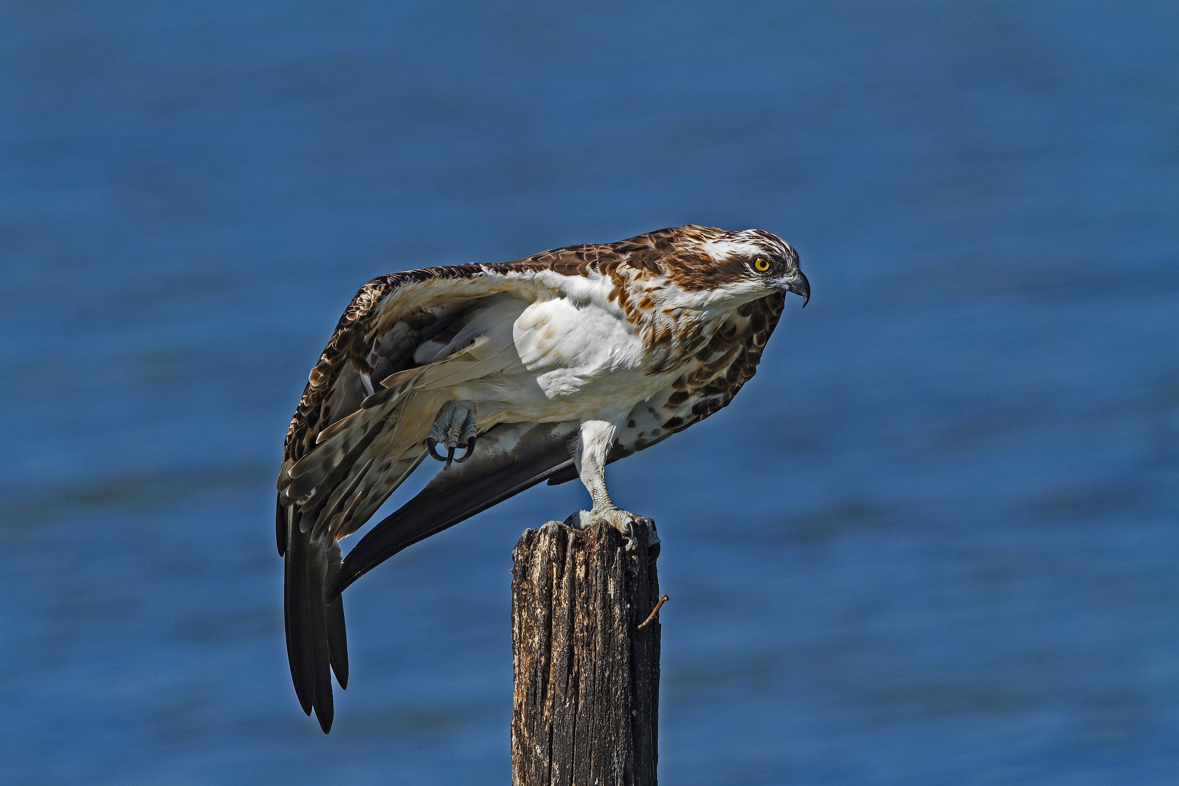 Osprey