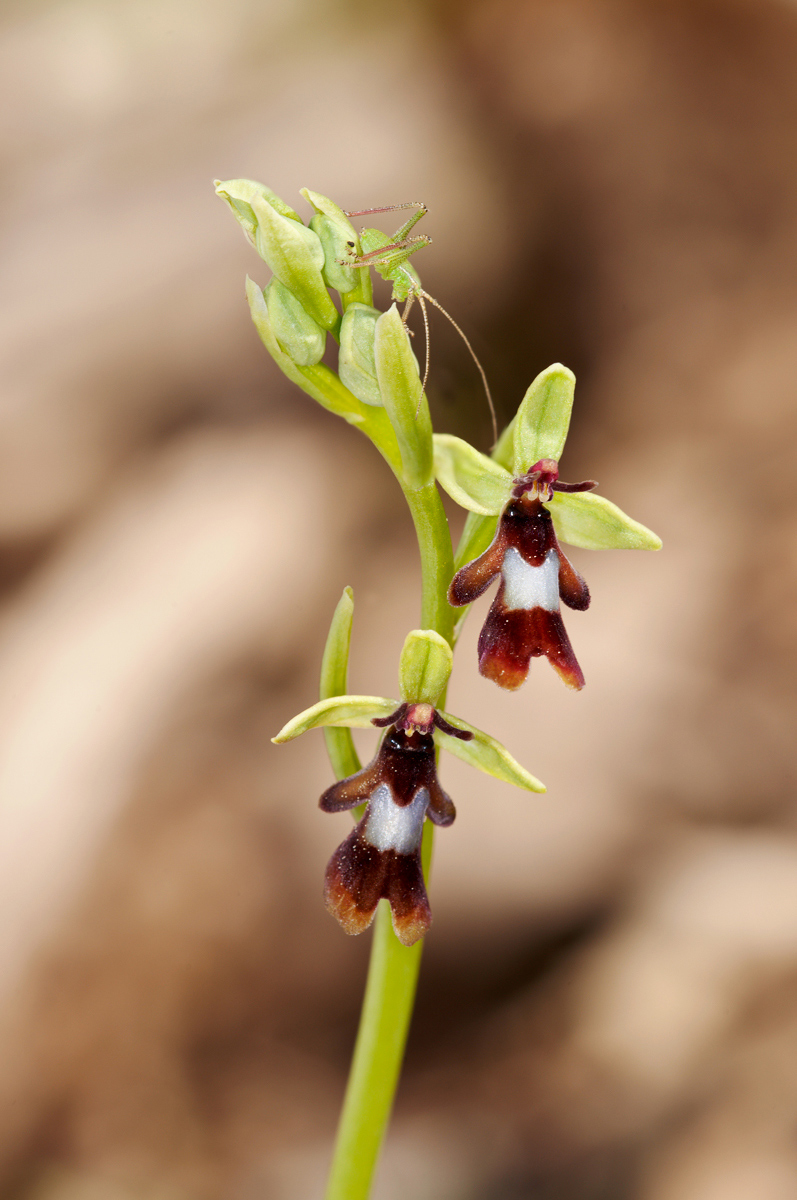 Ophrys insectifera