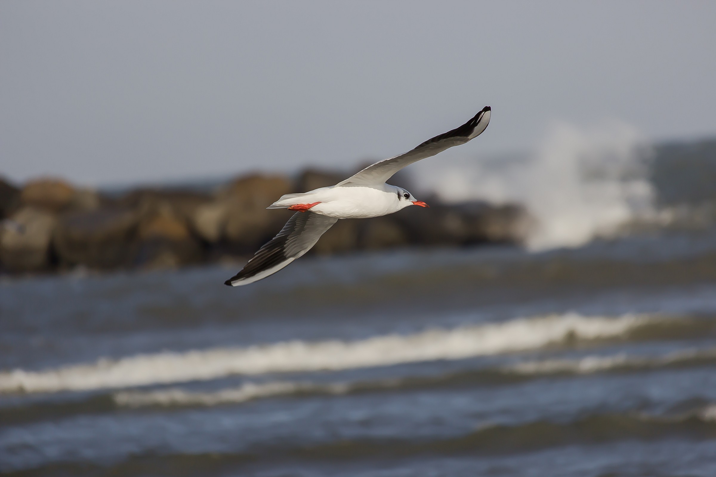 The seagull in a rough sea