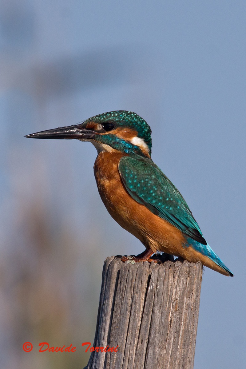 Kingfisher
