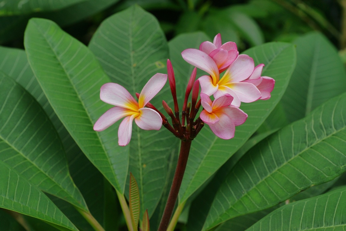 pianta tropicale della Melanesia