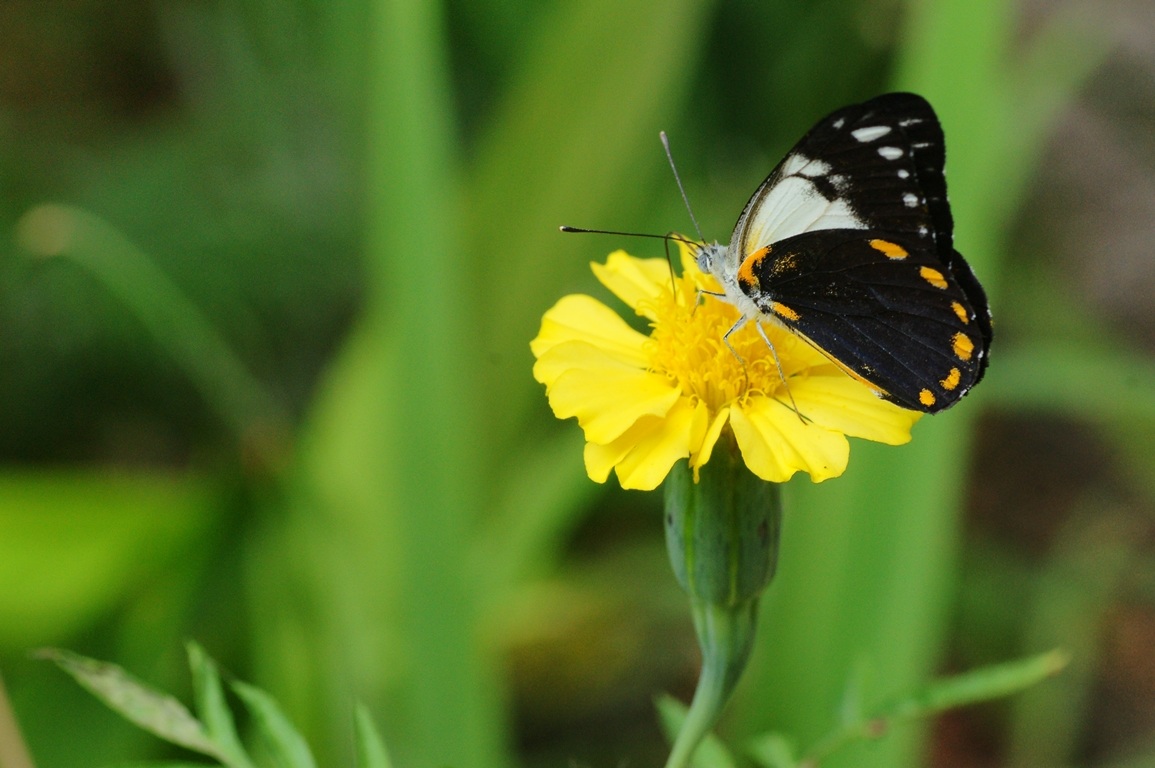 farfalla melanesiana