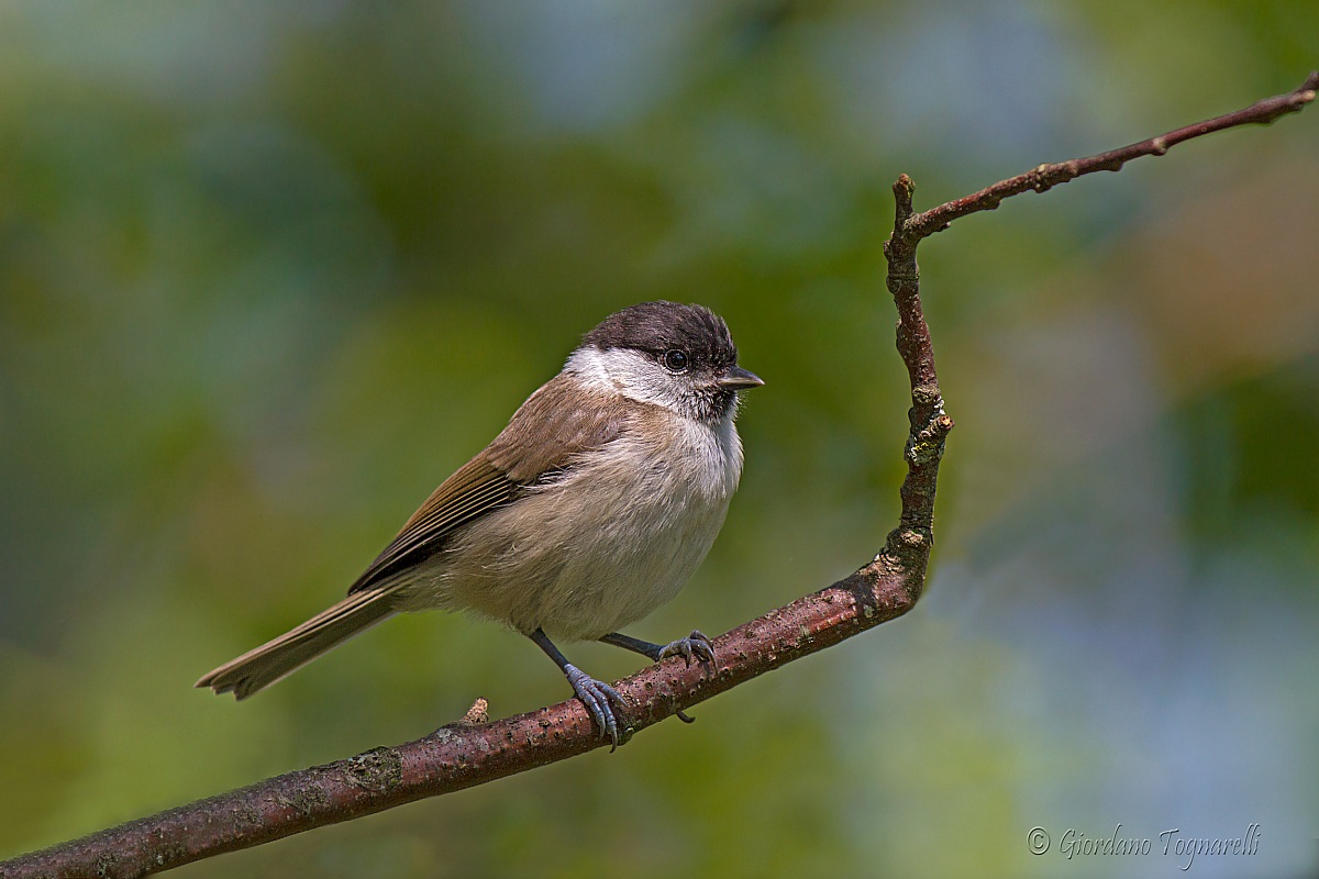Chickadee