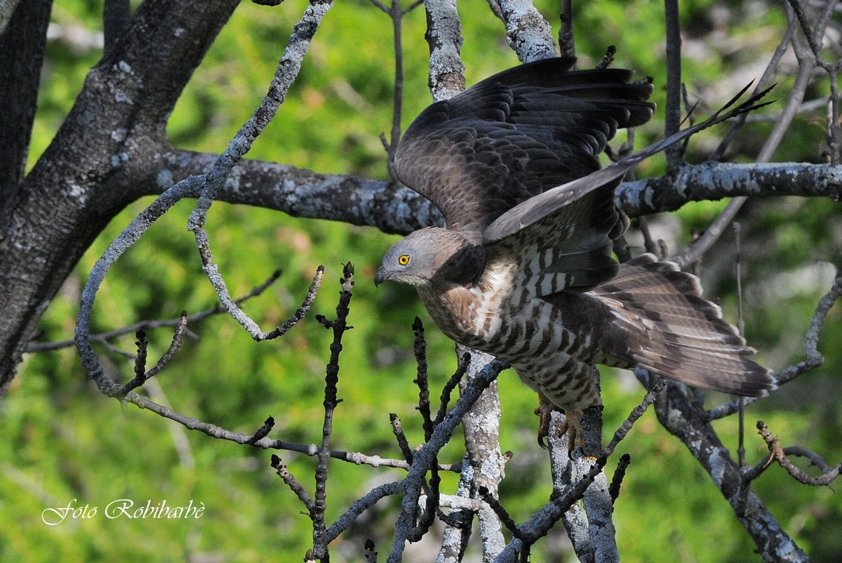 Falco pecchiaiolo...