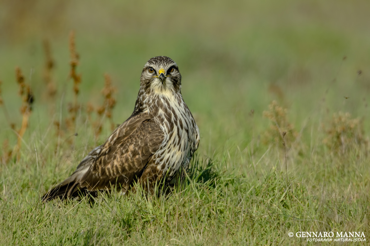 Buzzard (Buteo buteo)