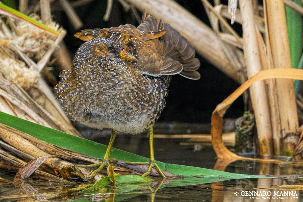 Spotted Crake (Spotted crake)