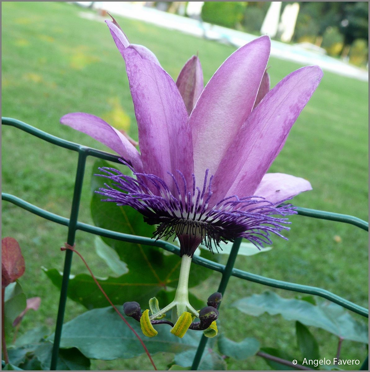 passiflora