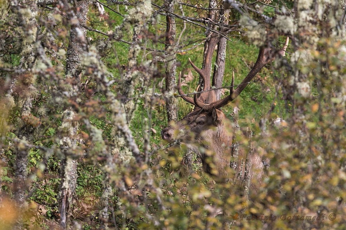 Branches in the branches