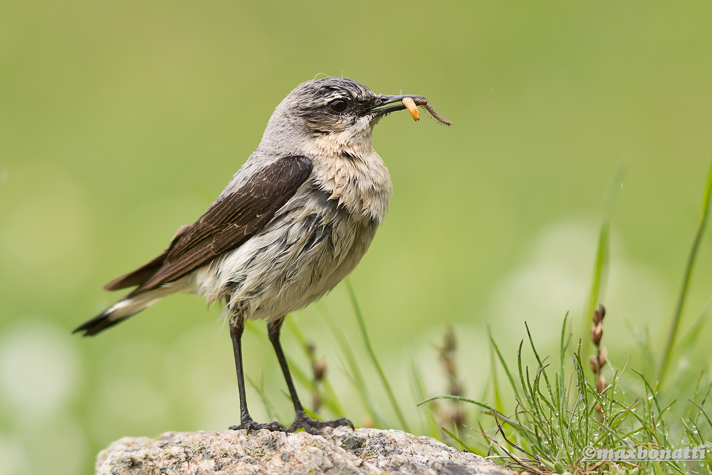 Wheatear (Oenanthe Oenanthe)
