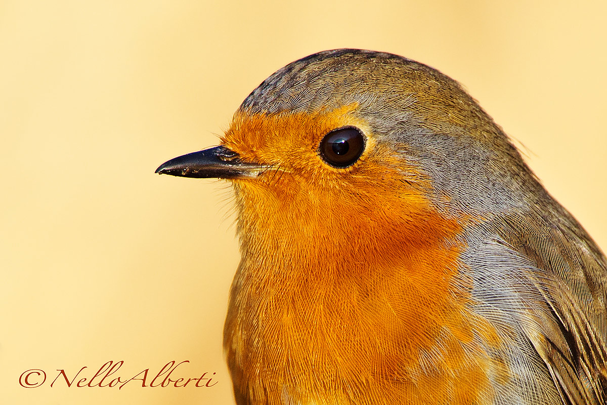 Pettirosso particolare !