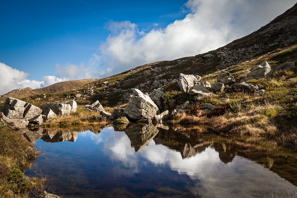 Reflections On the pasture