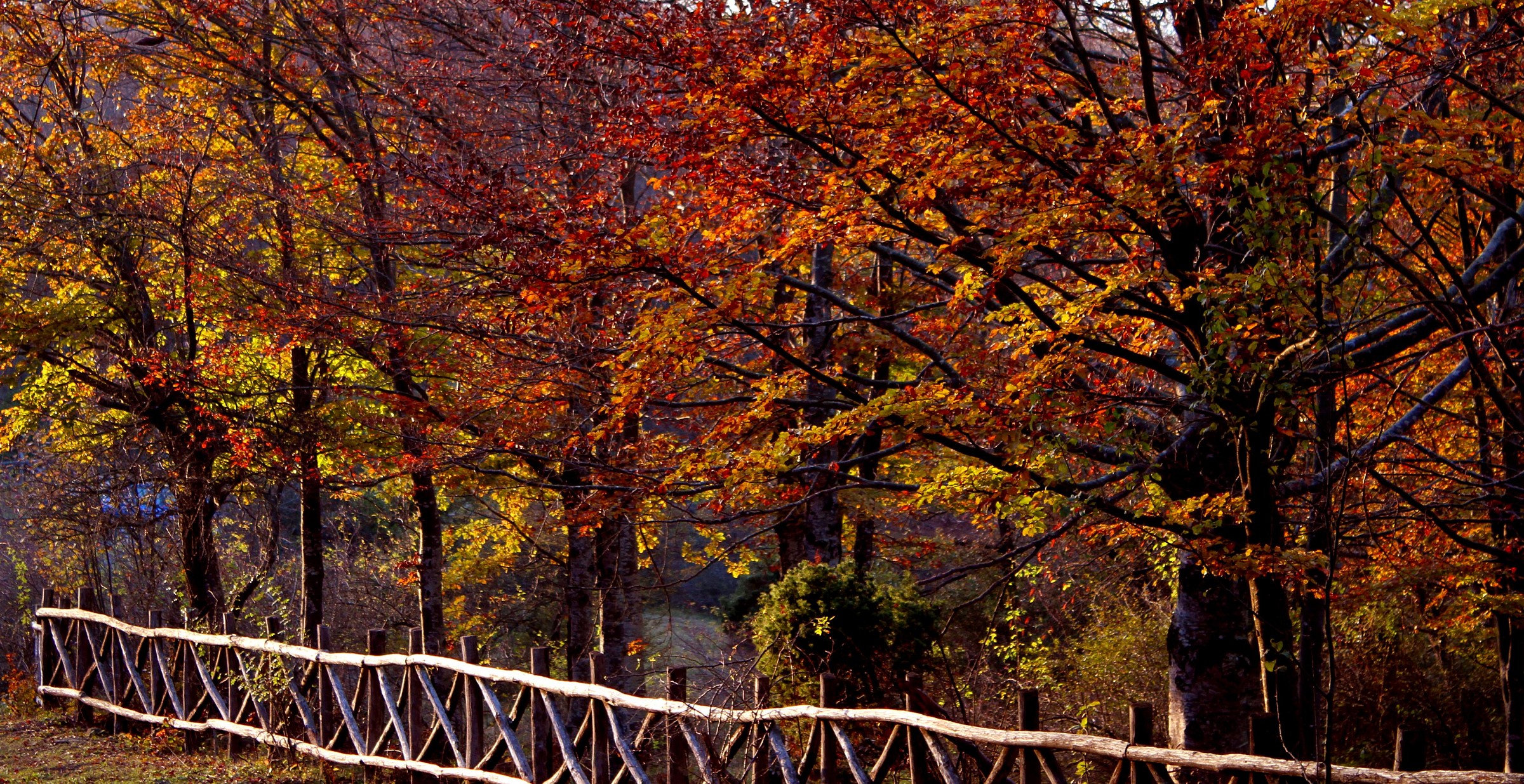 Semplicemente...autunno.