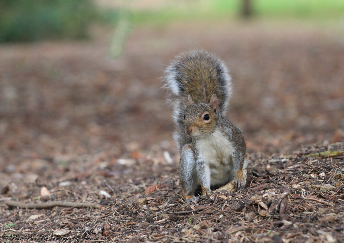 Grey squirrel (Sciurus carolinensis)
