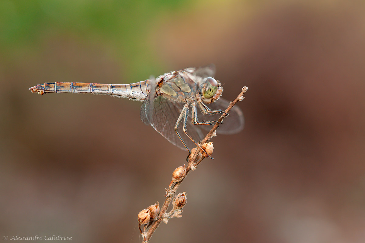 Dragonfly