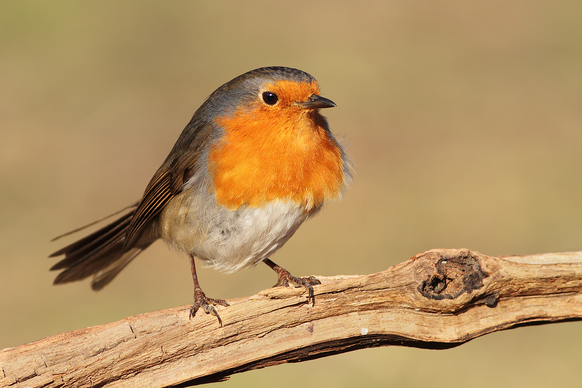 Robin in the wind