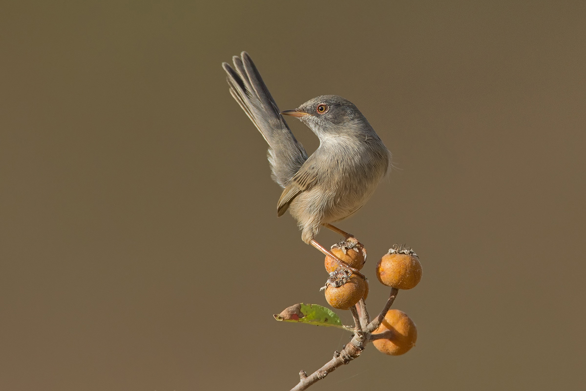 Sardinian warbler