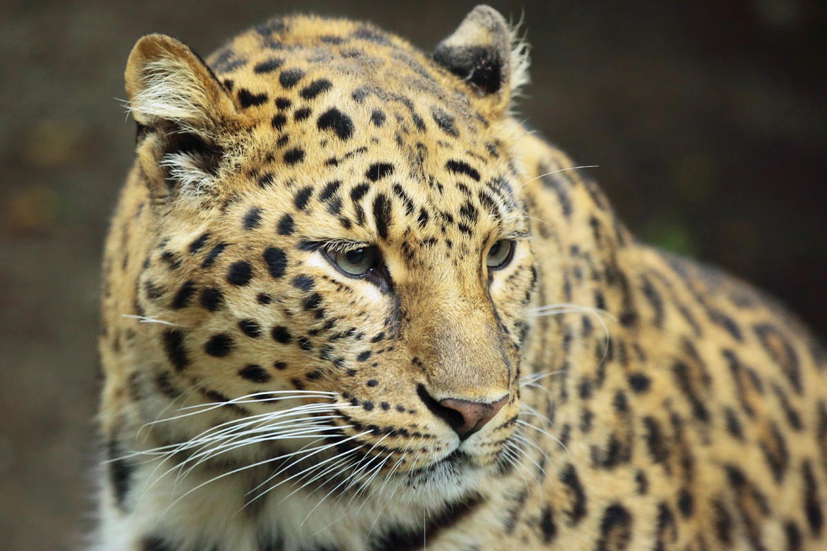 Leopardo dell'Amur