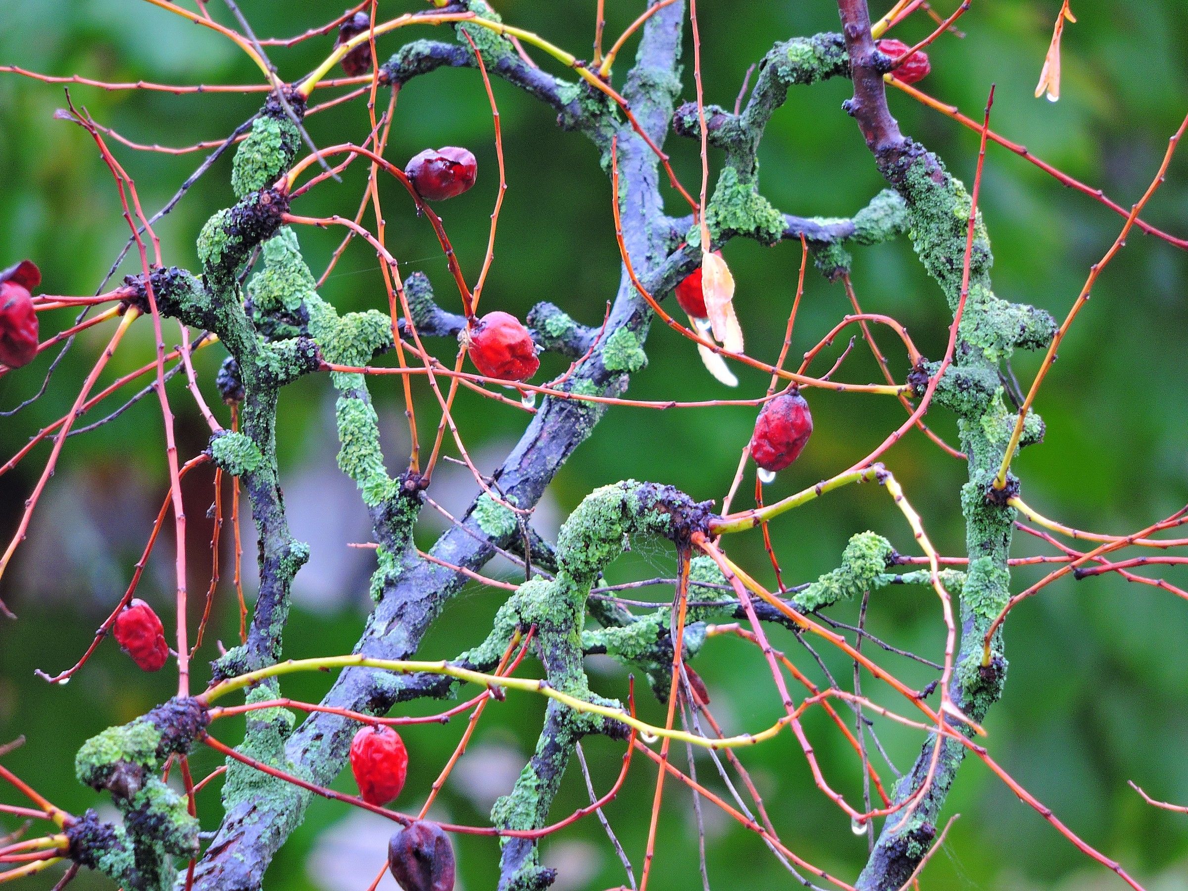 ...piovoso autunno 1440