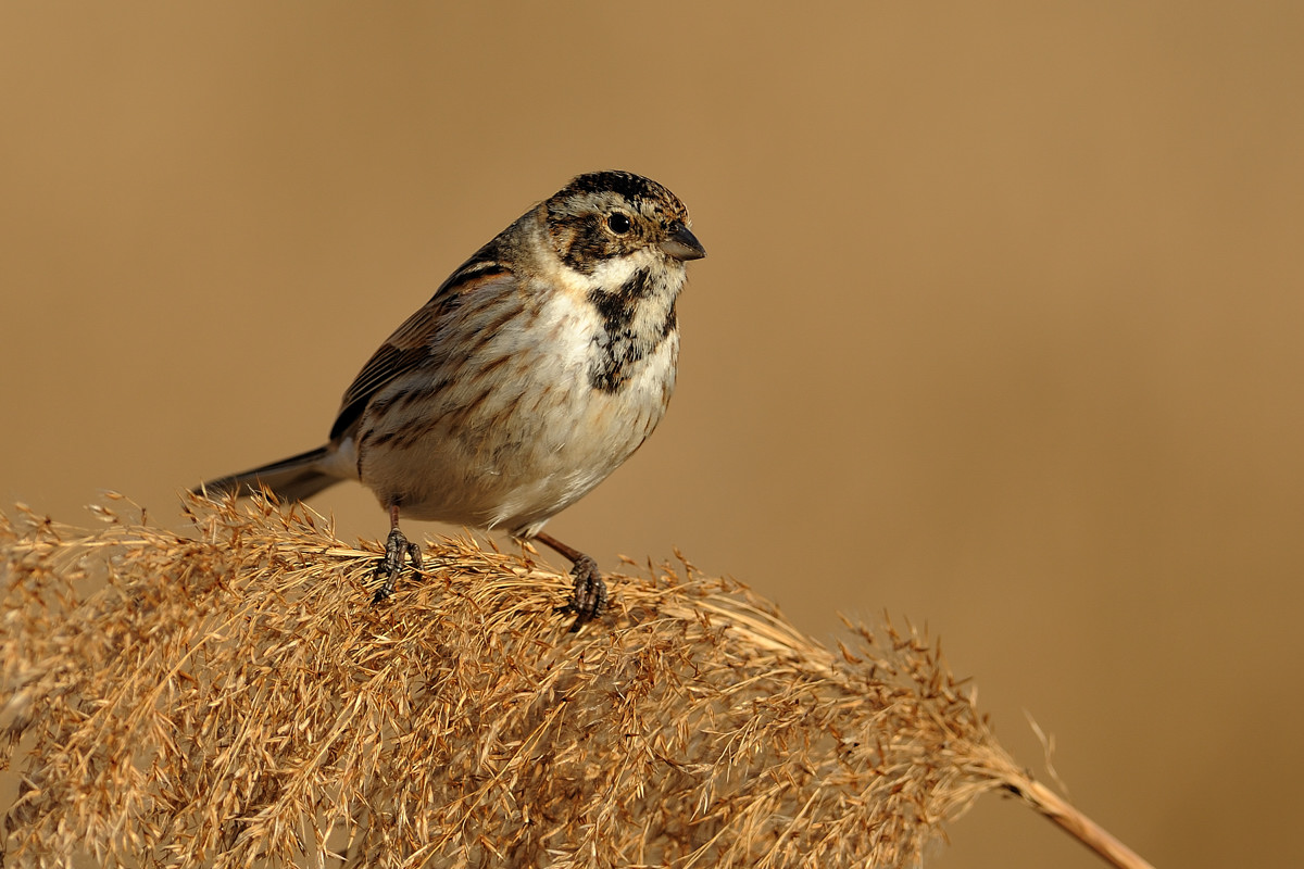 Migliarino di palude m.
