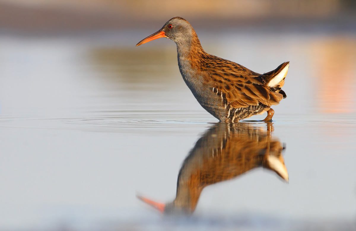 Water Rail