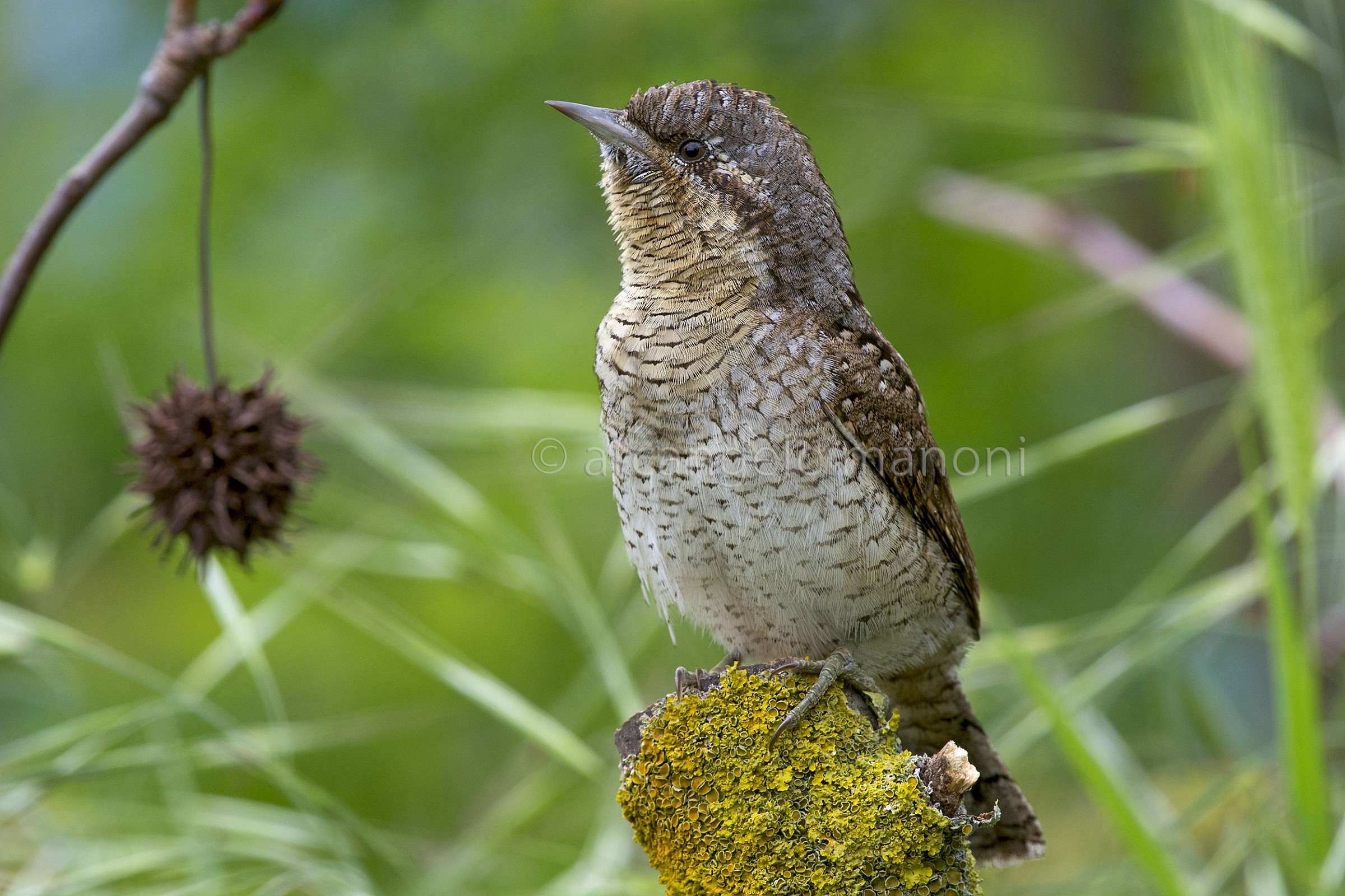 His Majesty the stiff neck