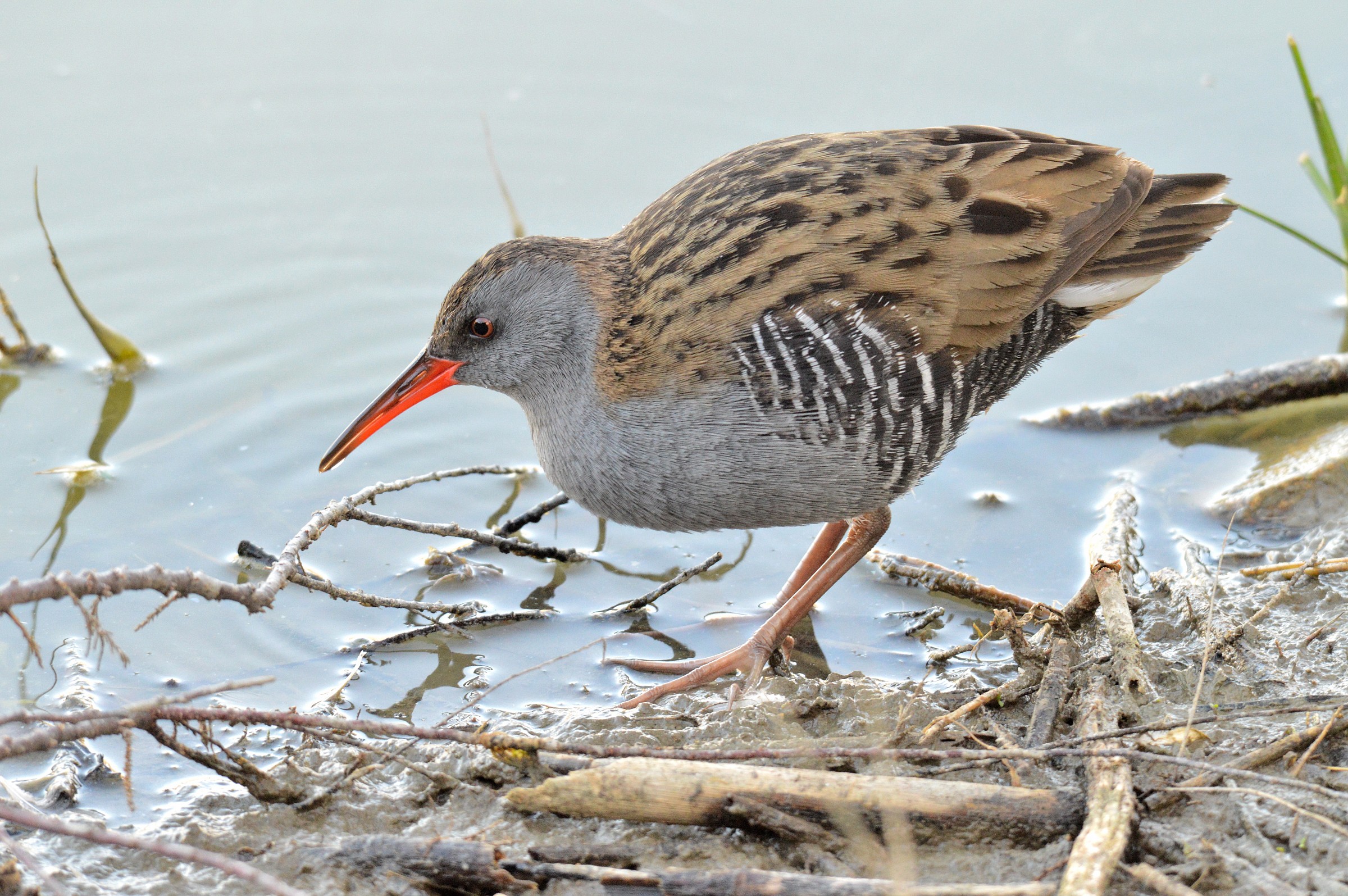 Porciglione ( Rallus aquaticus )