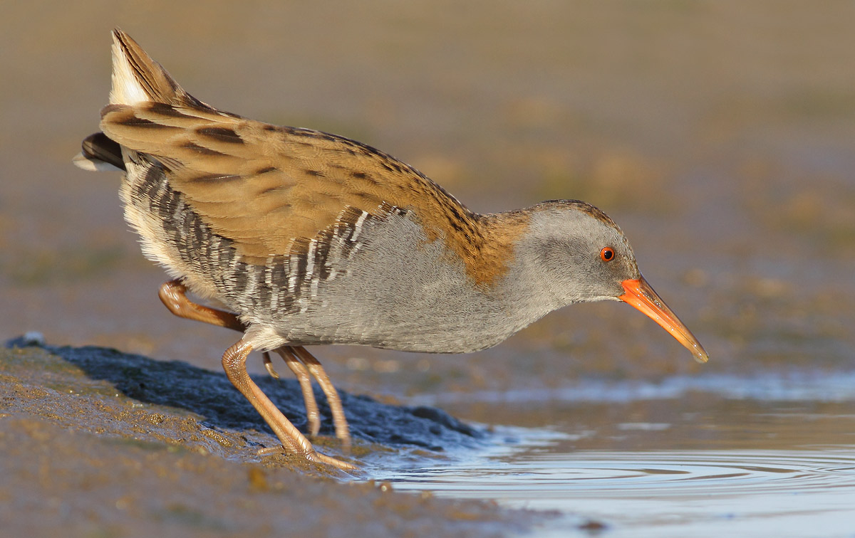 Water Rail