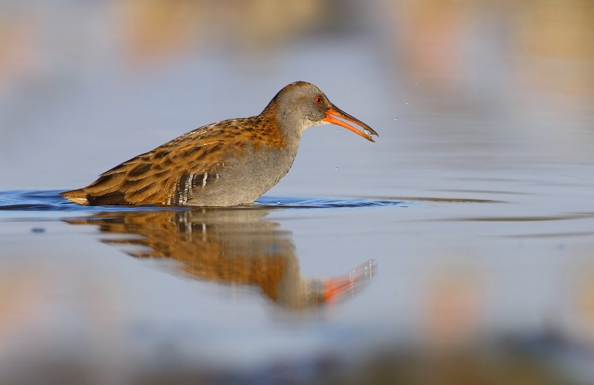 Water Rail