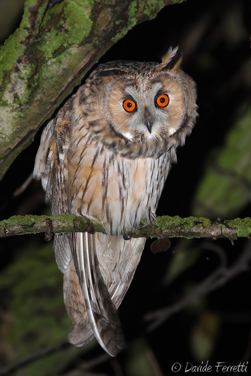 Curious Owl (Long-eared Owl)