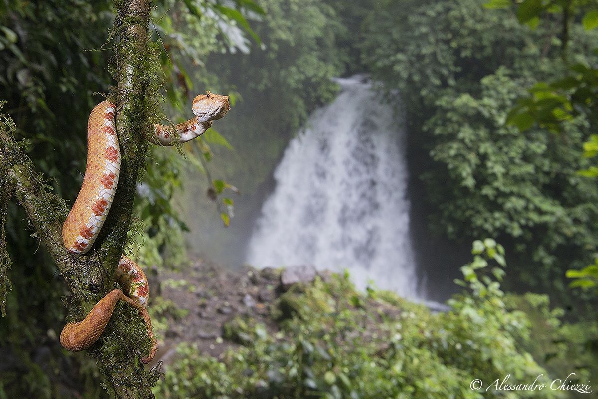 Pit viper e cascata
