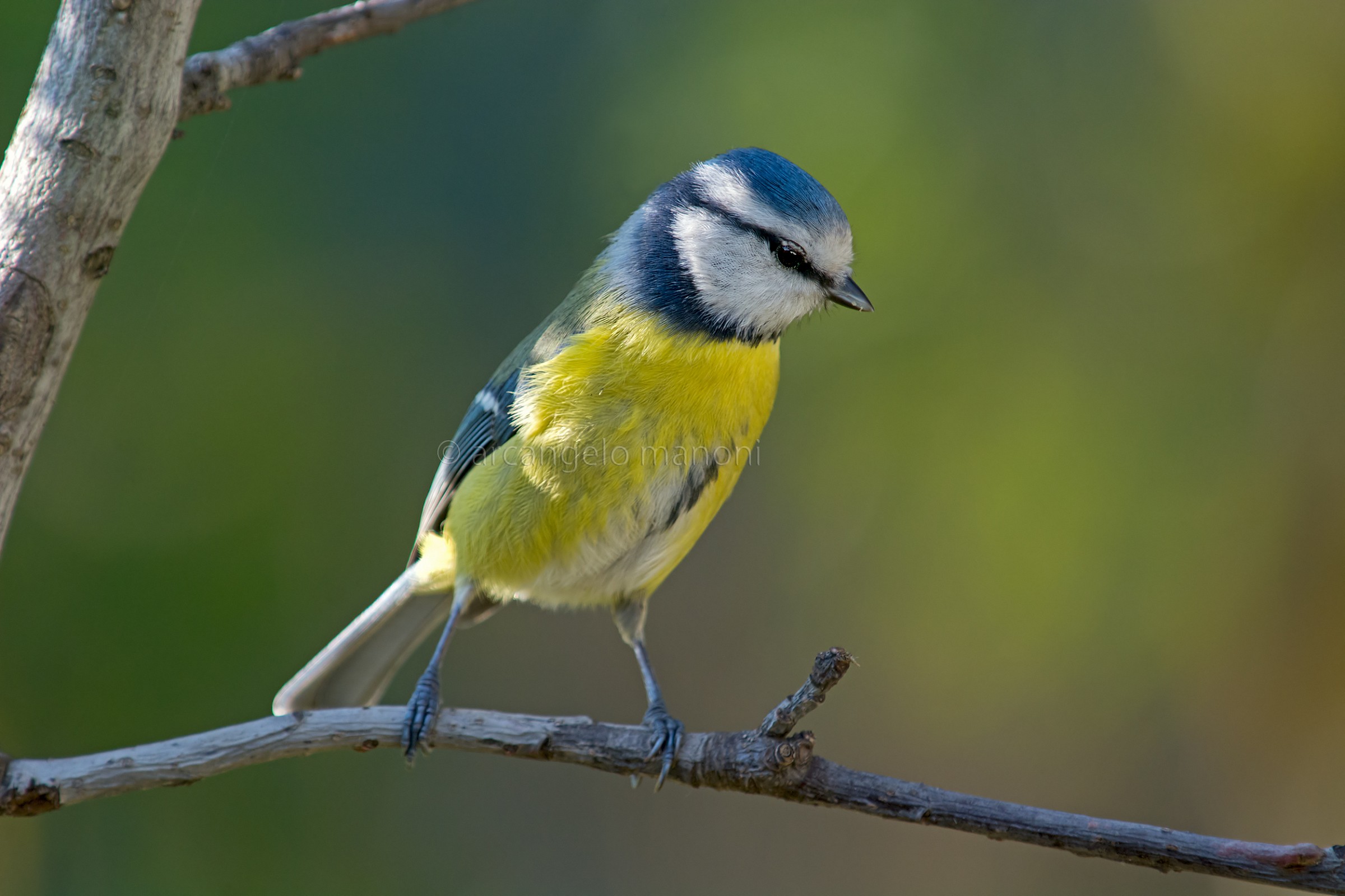 The colors of the blue tit
