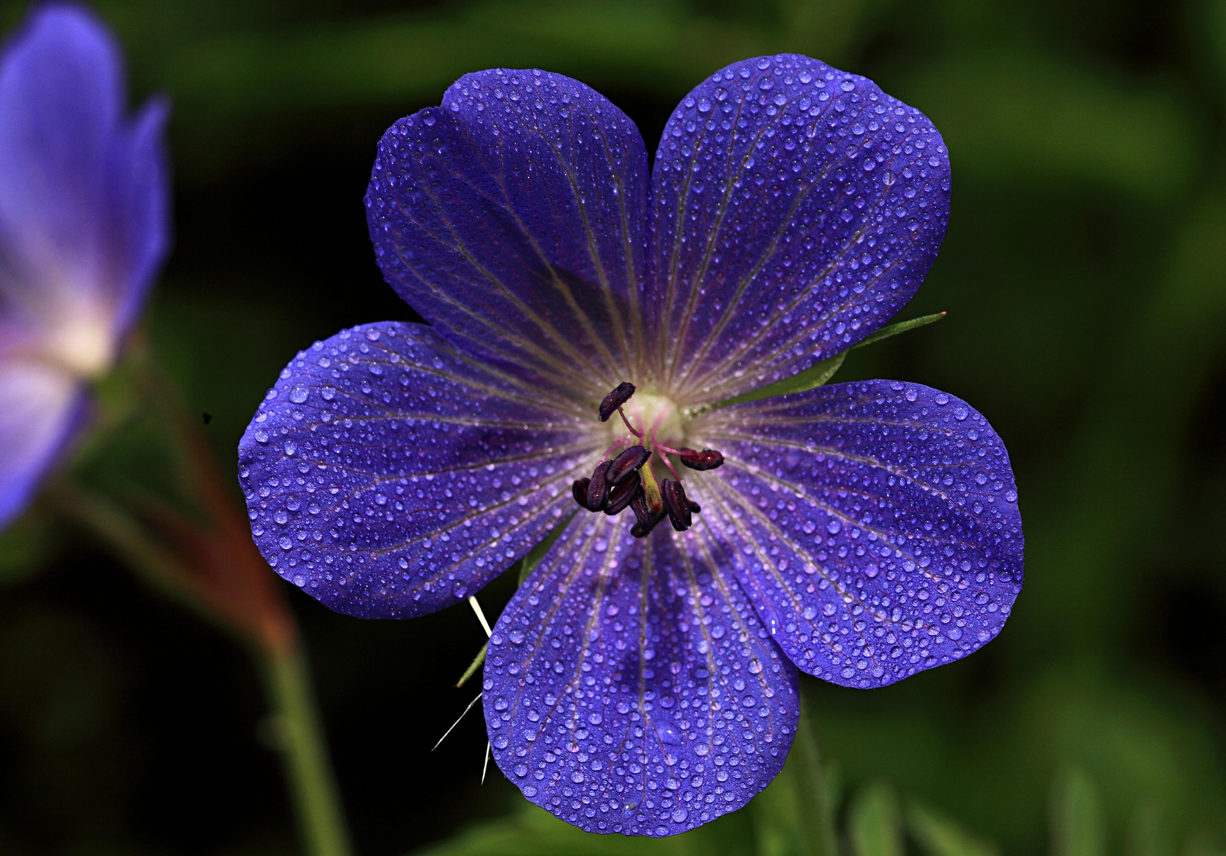 Geranium pratense
