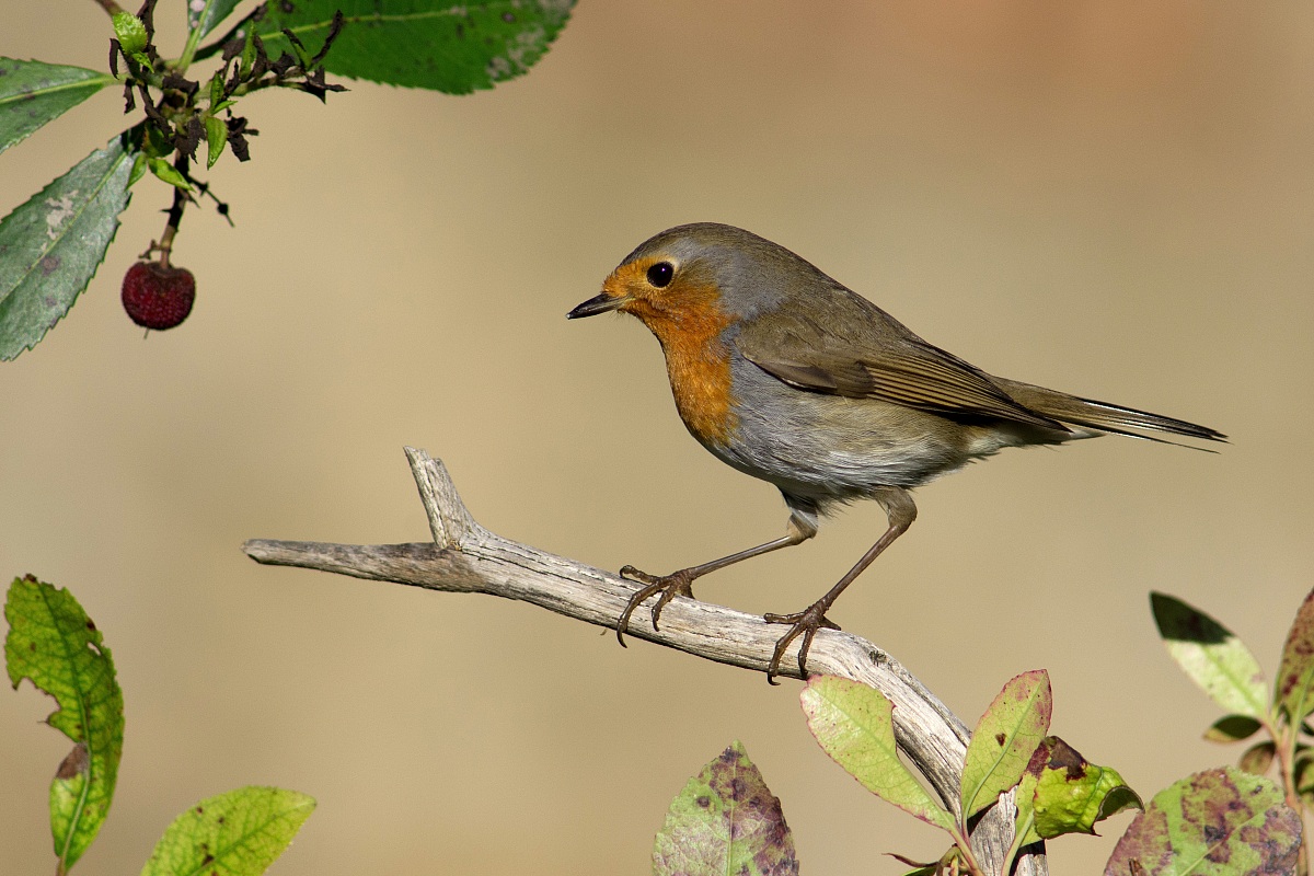 Il comune pettirosso