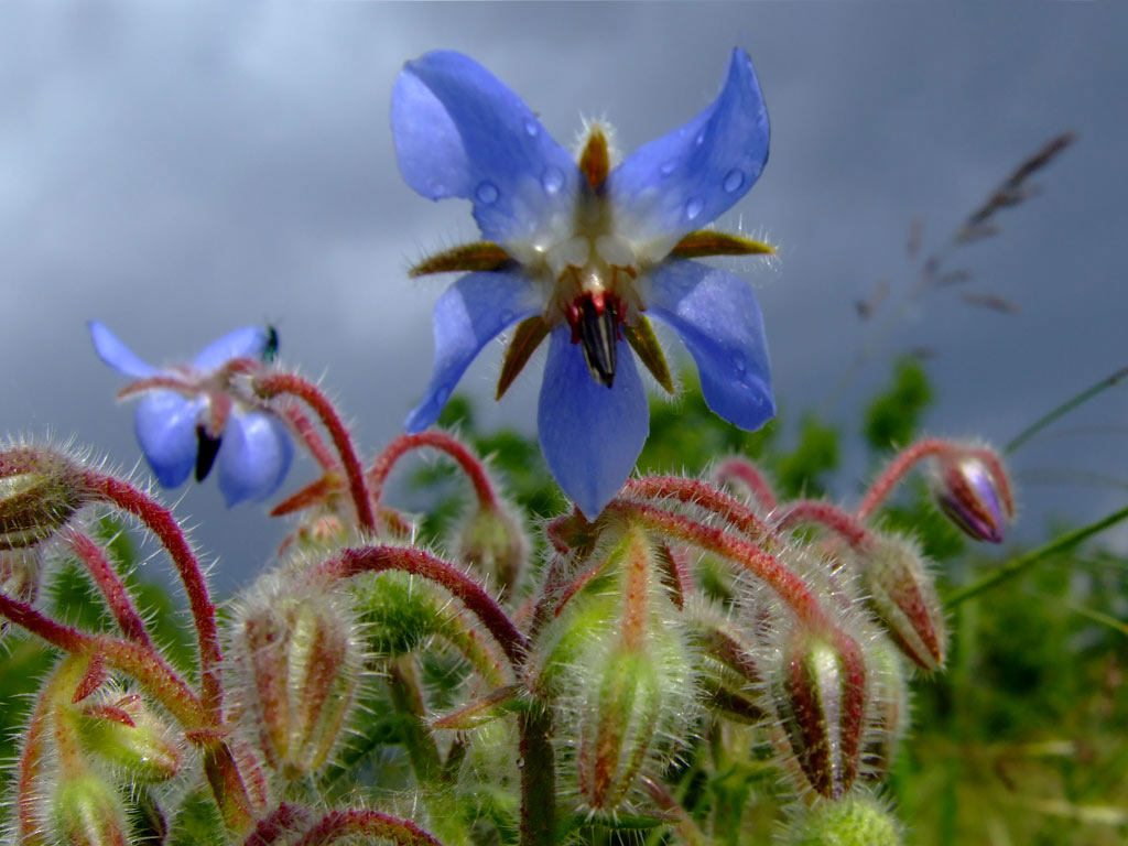 Borage Flower